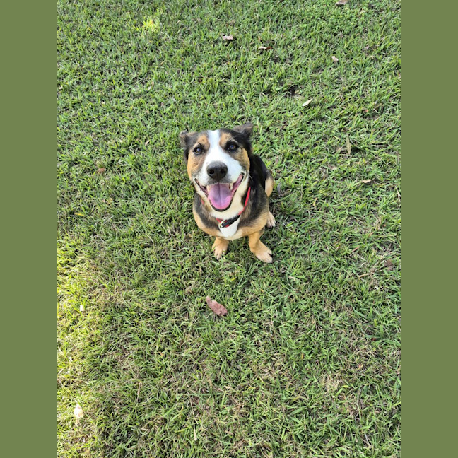 Photo of Stitch