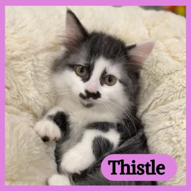 Photo of Thistle