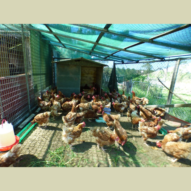 Photo of Chickens