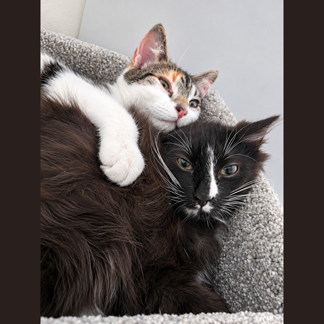 Photo of Oreo & Calypso