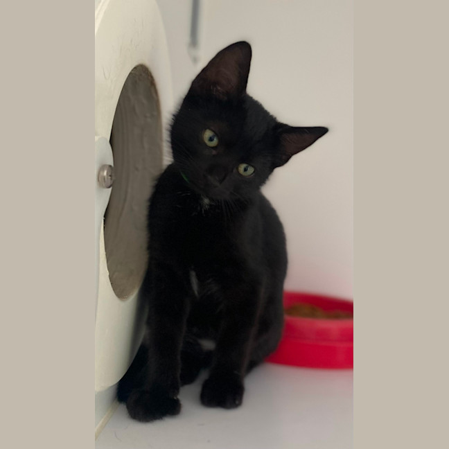 Photo of Mongi (0009)