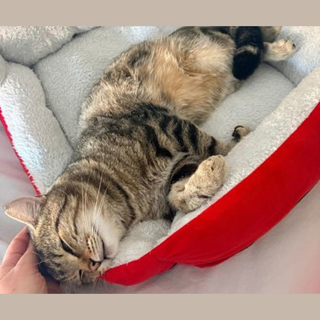 Photo of Rocket