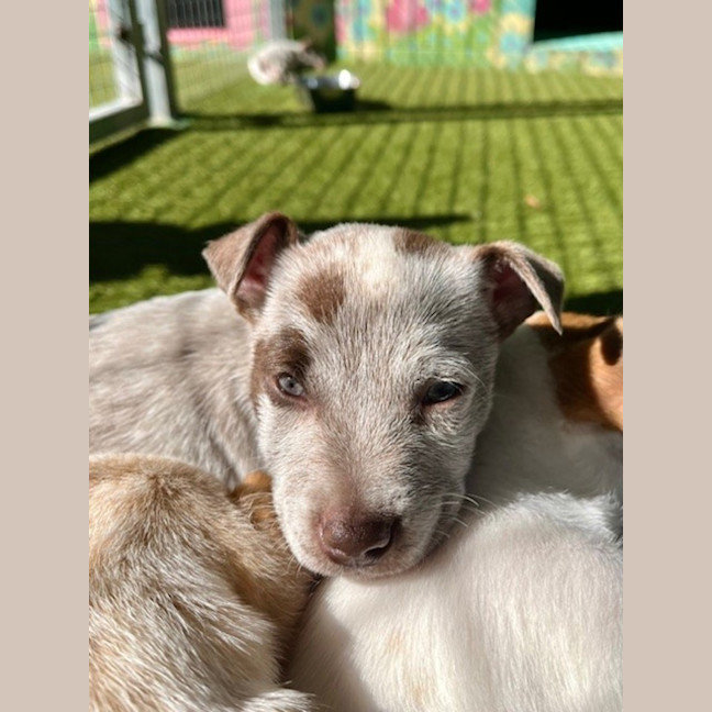 Photo of D1175 Candy