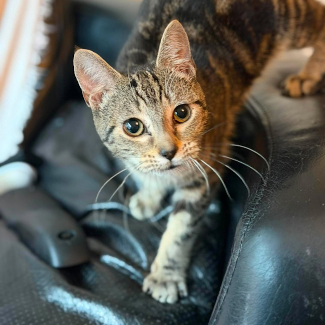 Photo of Squirrel   In Foster Care In Templestowe
