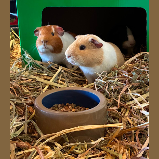 Photo of Buster, Mooch And Sprinkles