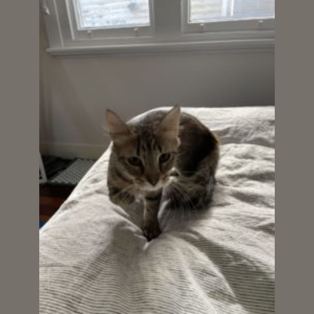 Photo of Abigail   Now Available At Pet Quarters Broadmeado
