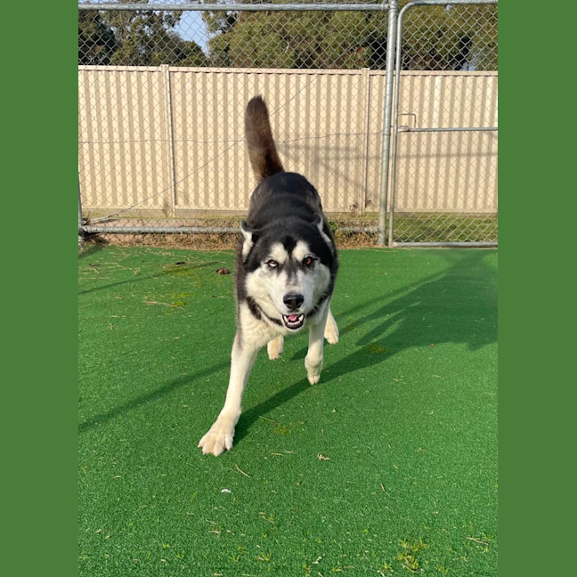 Photo of Balto
