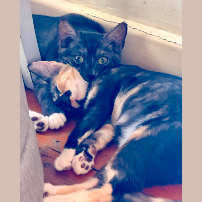 Photo of Dido
