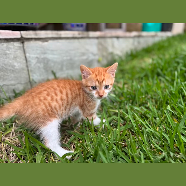Photo of Alex And Scarlett   9 Week Old Domestic Shorthairs