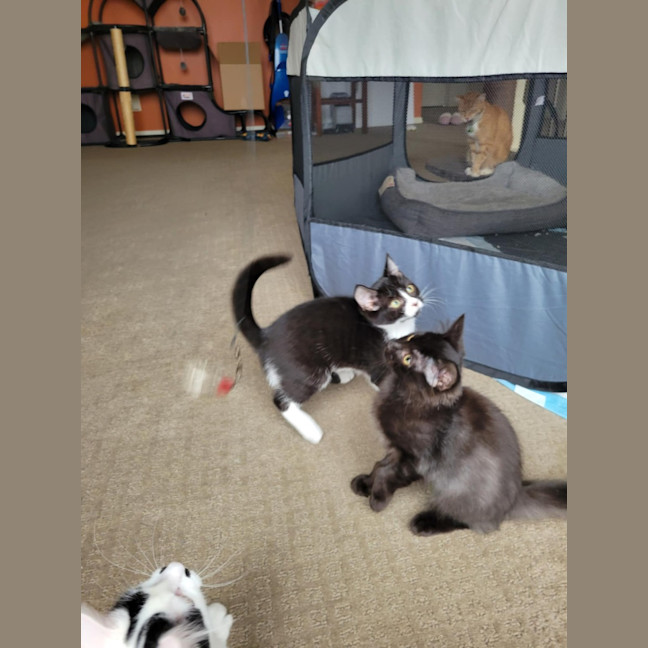 Photo of Boots   Located In Deer Park