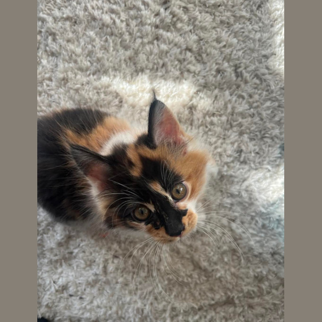 Photo of Mindy And Mork