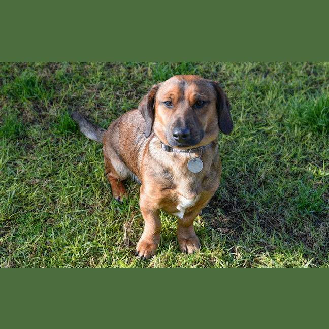 Photo of Oscar