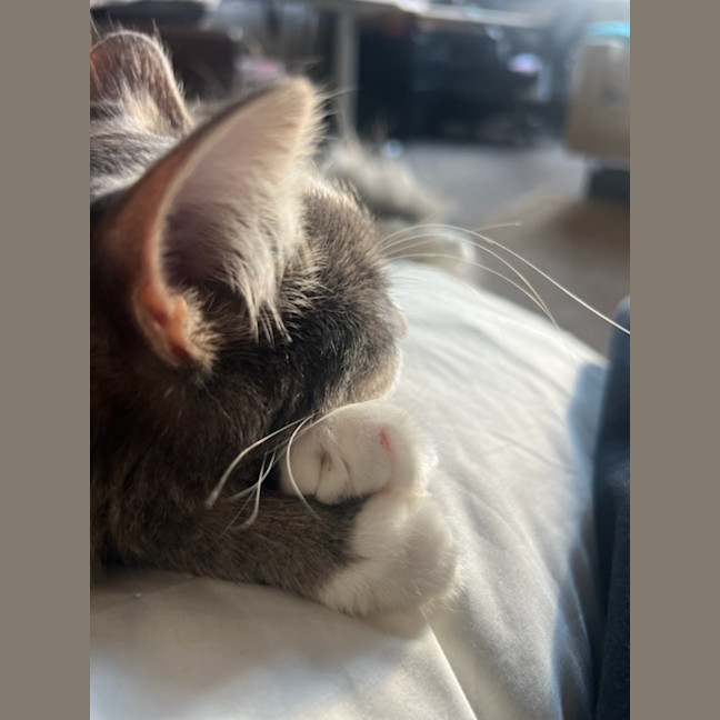Photo of Clover * 9 Lives Project Rescue*