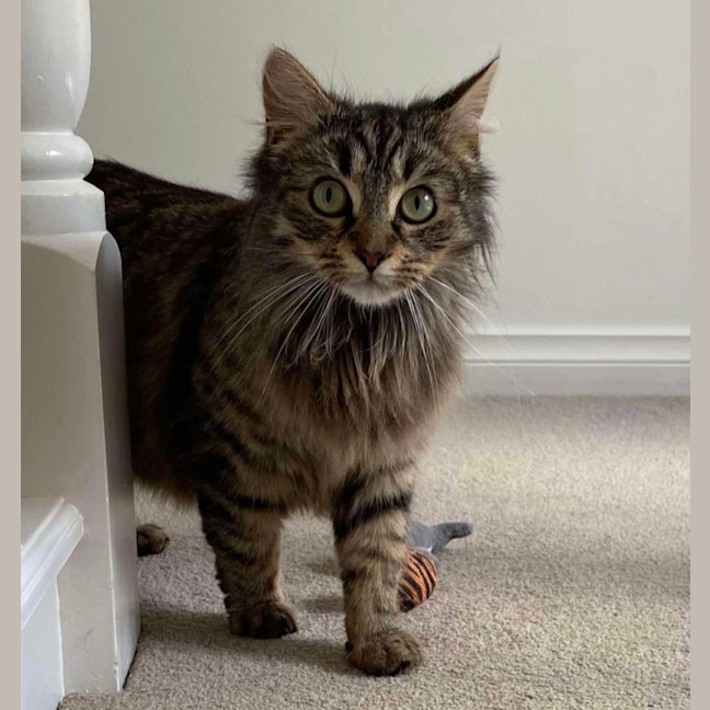 Photo of Blossom & Summer 