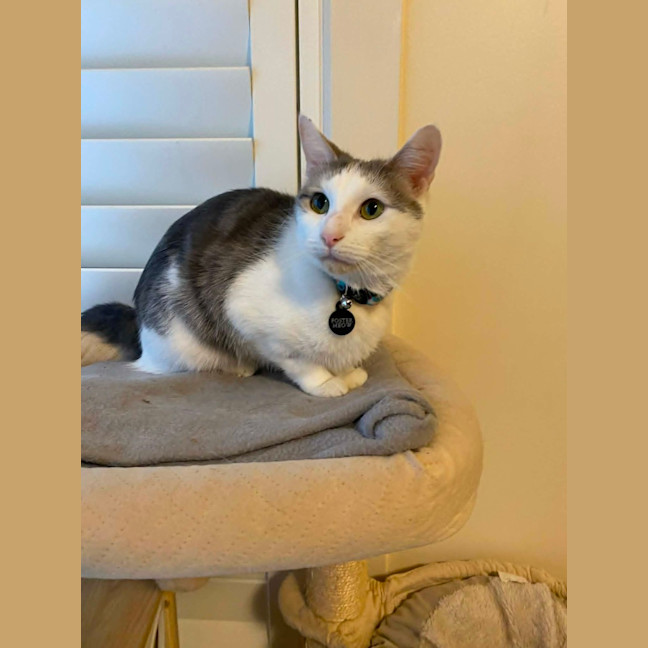 Photo of Rose *9 Lives Project Rescue*