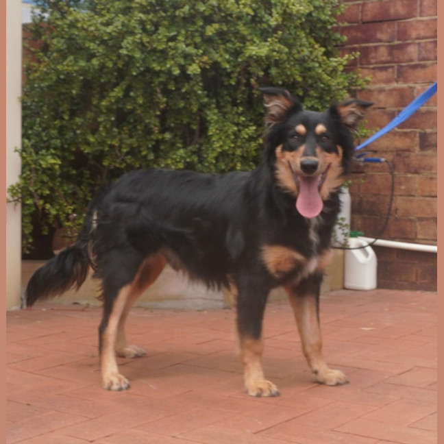 Photo of Mowgli