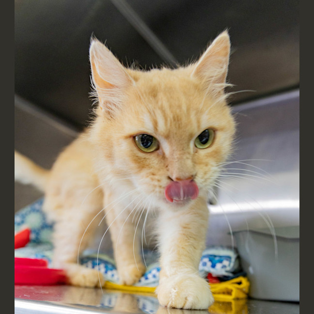 Photo of Griffin