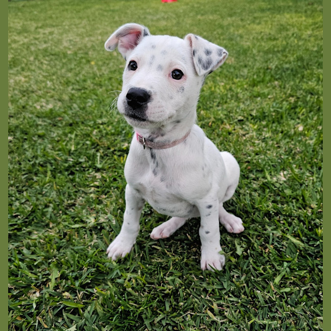 Photo of Stella