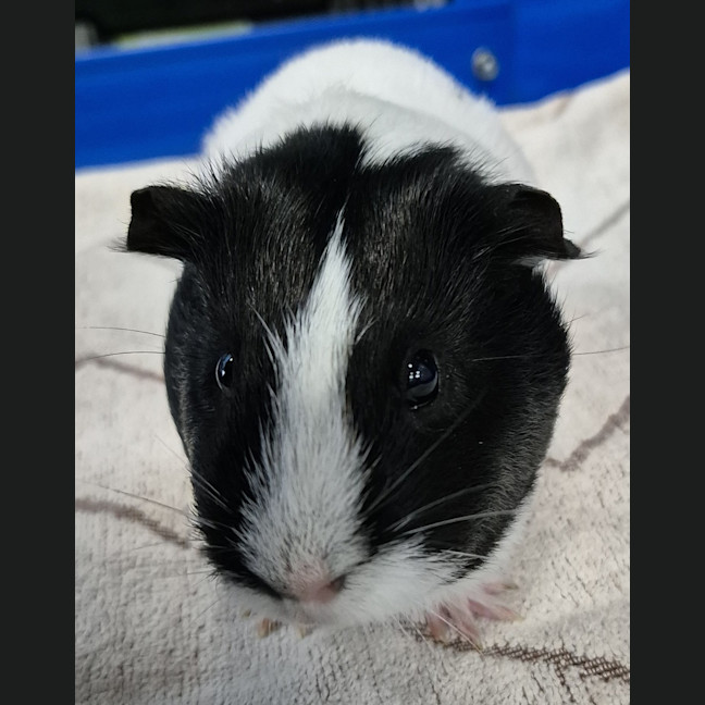 Photo of Hope (Bonded With Harmony)