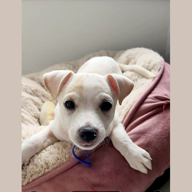 Photo of Oren   10 Week Old Jack Russell Terrier (Trial)
