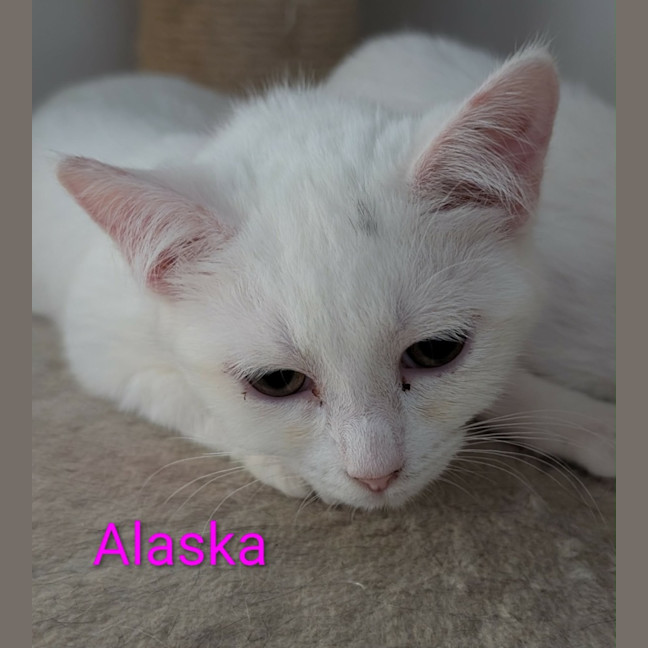 Photo of Alaska