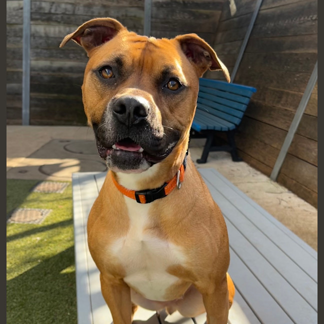 Photo of Nala