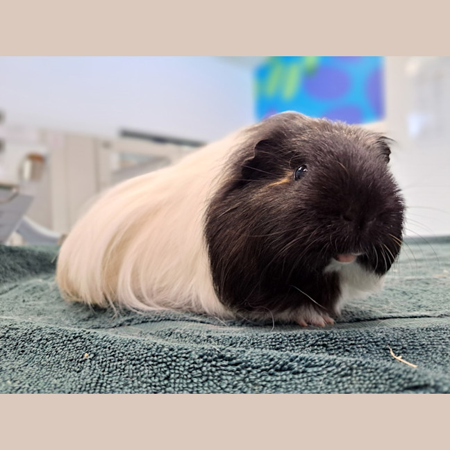 Photo of Dougie (Bonded To Derek)