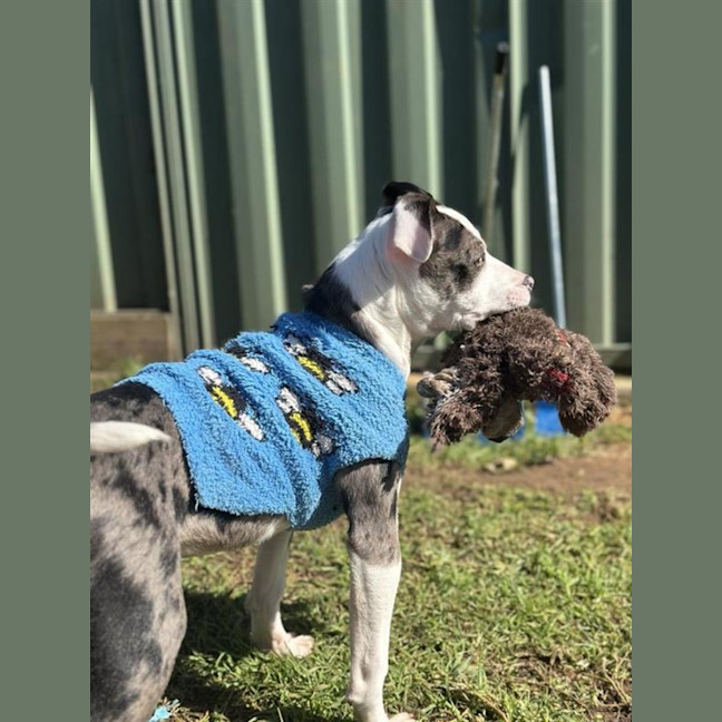 Photo of Ziggy