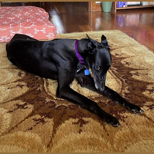 Photo of Buddy
