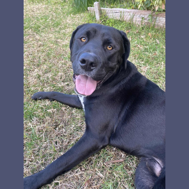 Photo of Loki