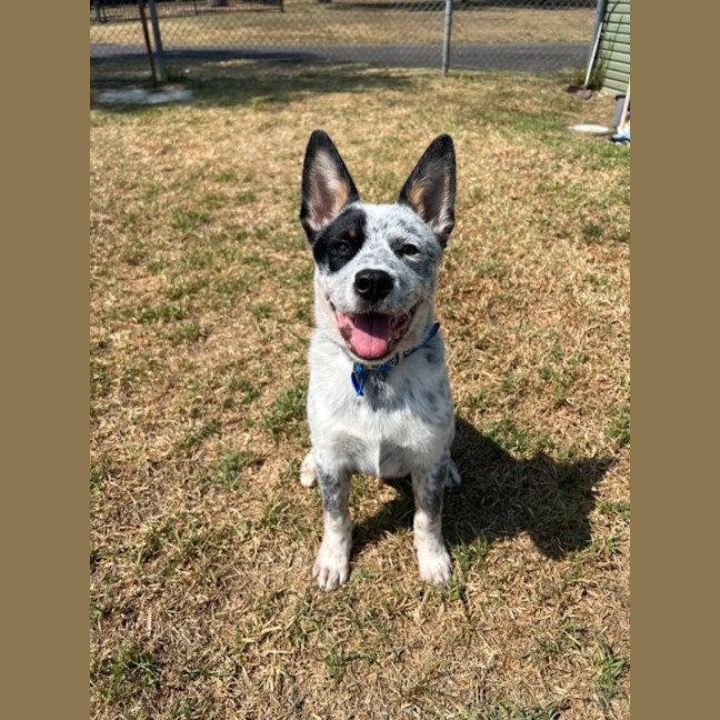 Photo of Angus