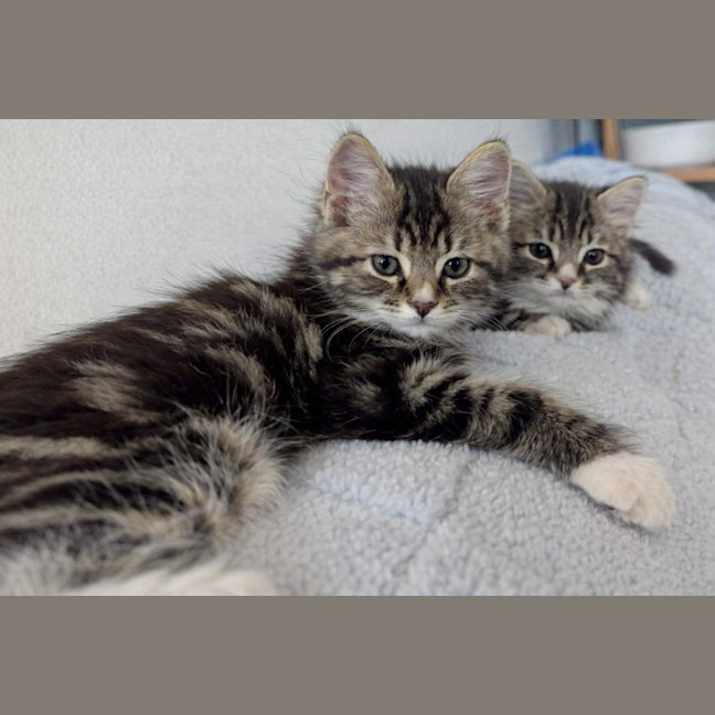 Photo of Evie & Leo   9 Week Old Domestic Short Hair