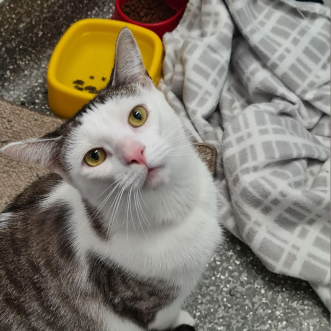 Photo of Chess And Tess