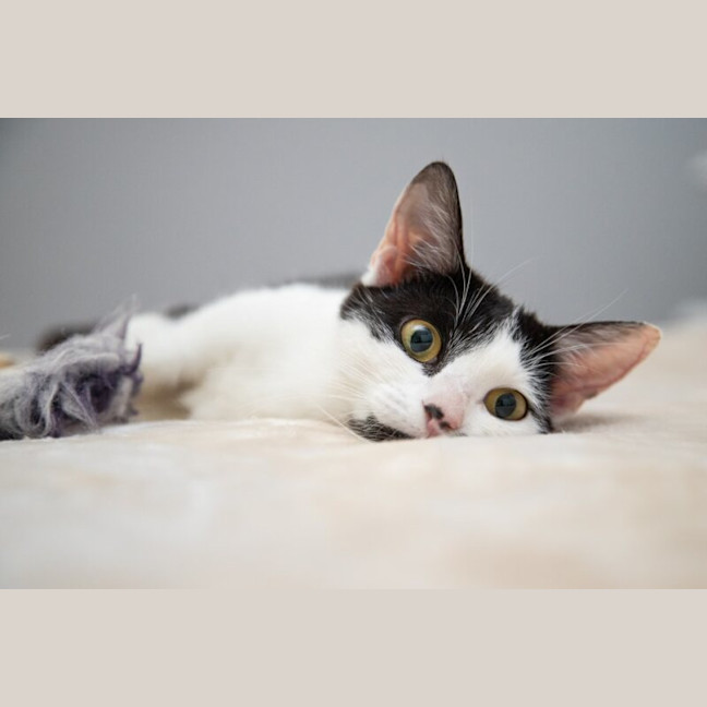 Photo of Bella