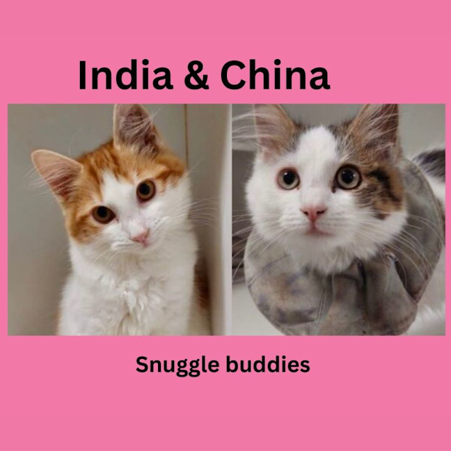 Photo of India & China