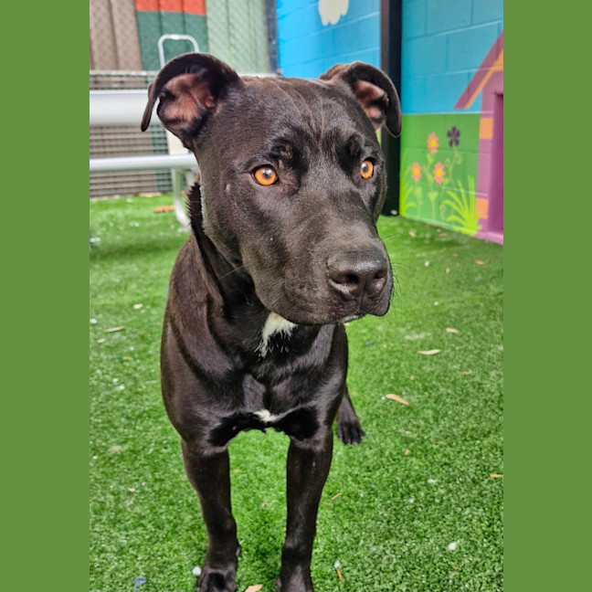 Photo of D1052 Hutch