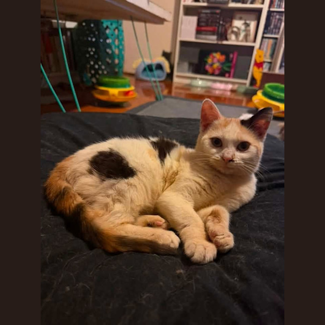 Photo of Pumpkin 