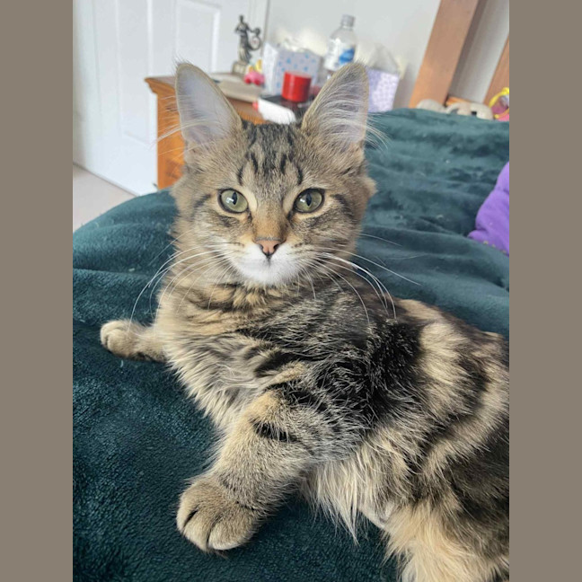 Photo of Bucket   In Foster Care In Greensborough