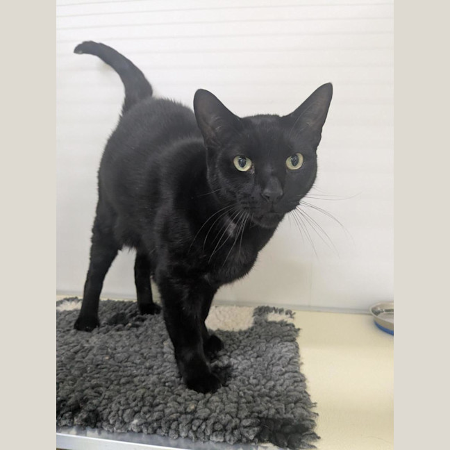 Photo of 🐈‍⬛ Freddie 7412 🐈‍⬛