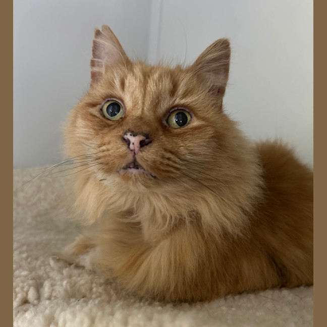 Photo of Henry