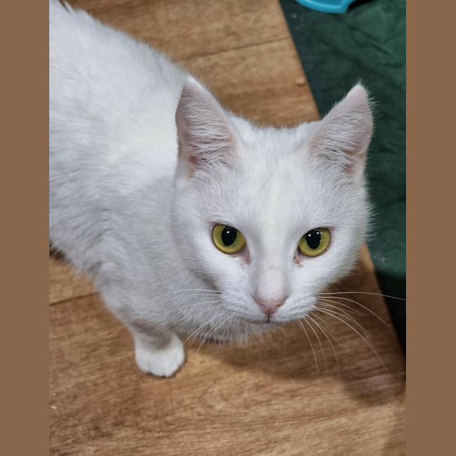 Photo of Chip