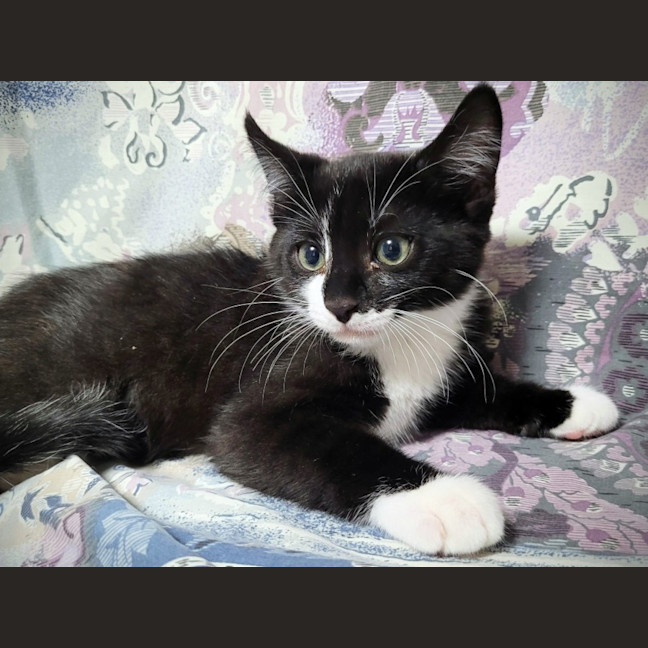 Photo of Beetlejuice 