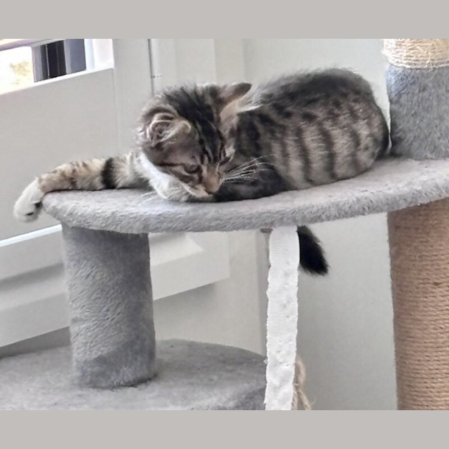Photo of Peanut