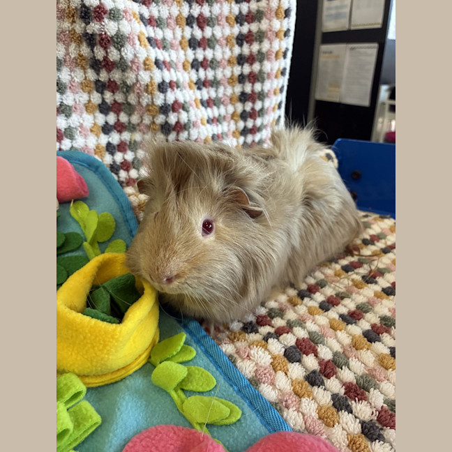 Photo of Cocoa