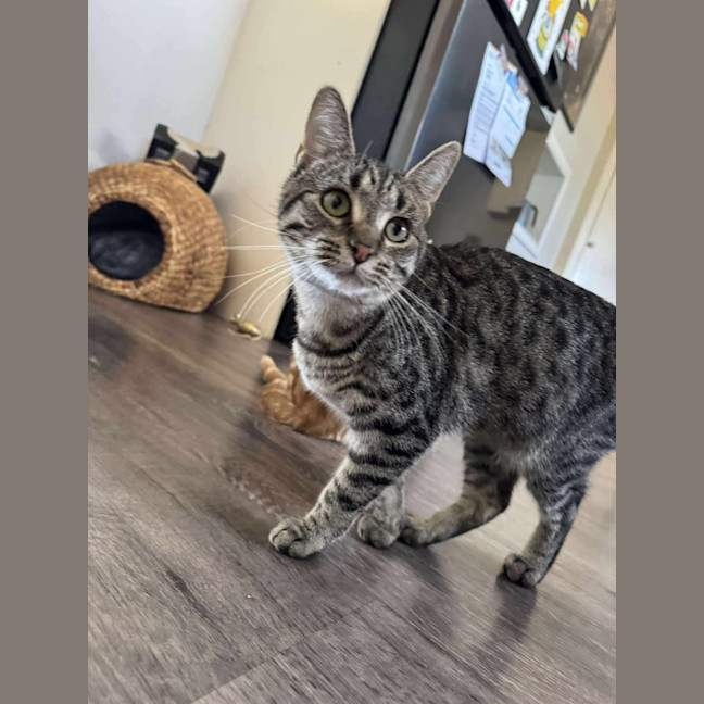Photo of Ziggy 