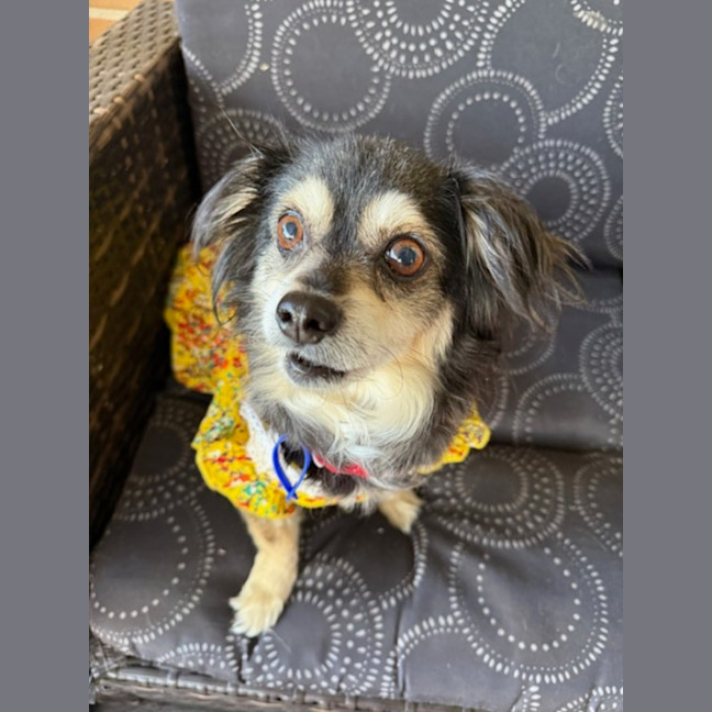 Photo of Sheila   5 Year Old Chihuahua X Pomeranian