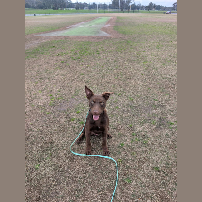 Photo of Boomer