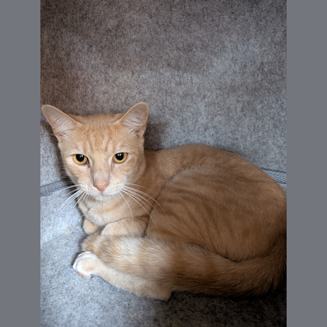 Photo of Flame On