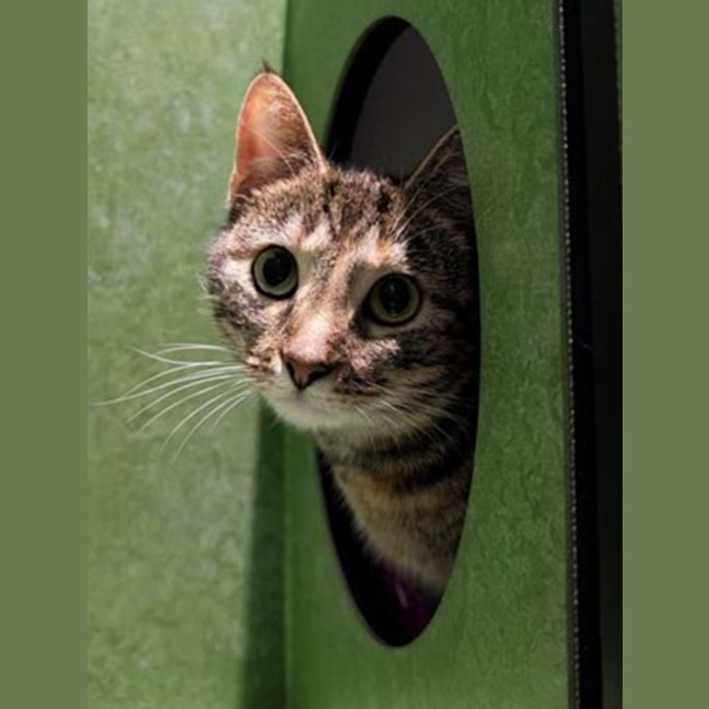 Photo of Dulce