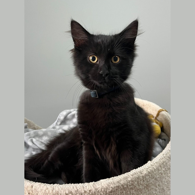 Photo of Wednesday